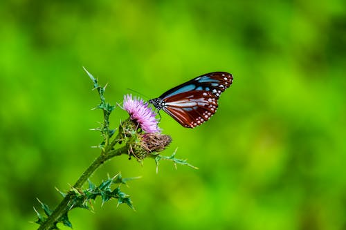 Butterfly Perched on Purple Flower in Close Up Photography