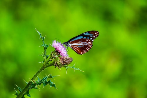 Základová fotografie zdarma na téma fialová kytka, fotografování zvířat, makro fotografie