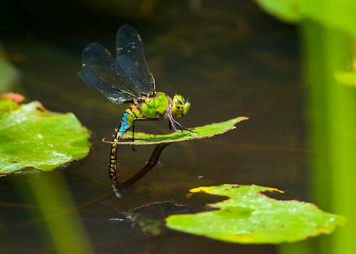 Dragonfly Perched on Green Leaf