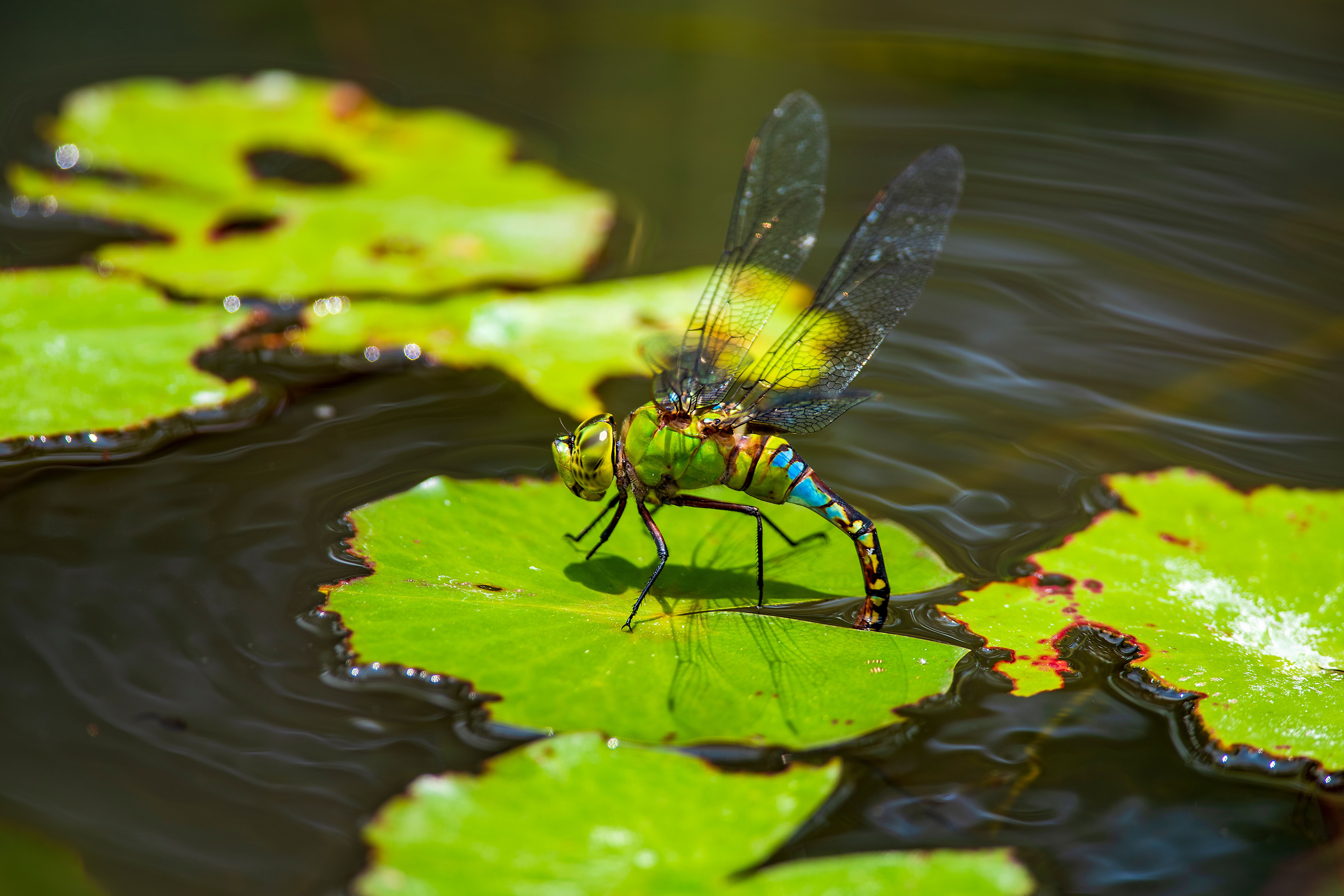 Blue and Green Dragonfly Perched on Green Leaf · Free Stock Photo