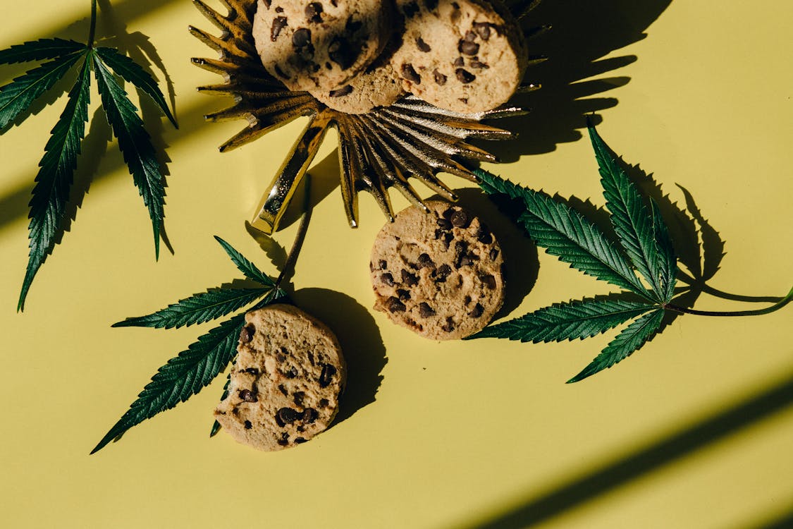 Chocolate Chip Cookies and Hemp Leaves On Yellow Background