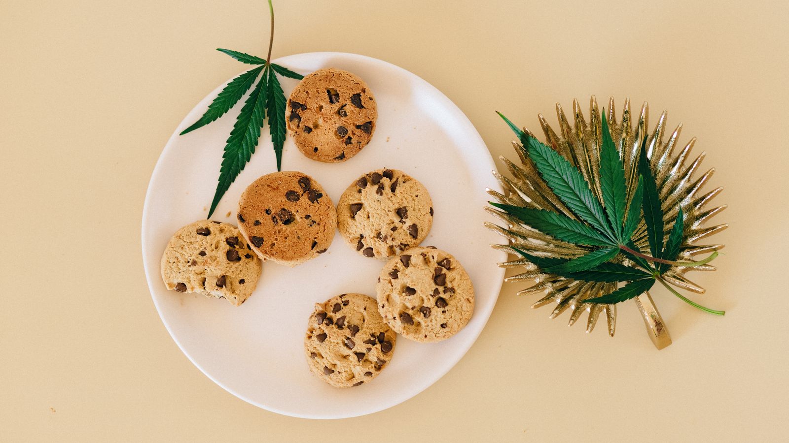 Top view of cannabis infused chocolate chip cookies on a ceramic plate and cannabis leaves on a yellow background.