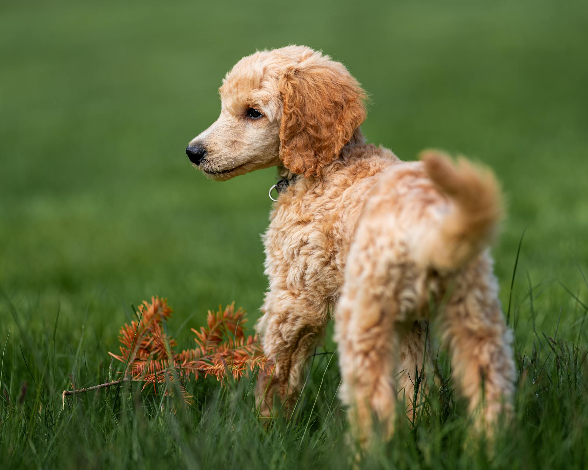 Un cocker spaniel brun dans un champ de verdure