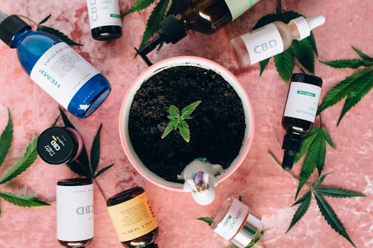 Overhead Shot Of A Plant Seedling In A Cup And A Variety Of CBD Products