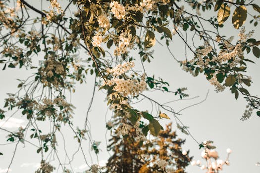 盛开的树枝上开着精致的白花，映衬着晴朗的天空