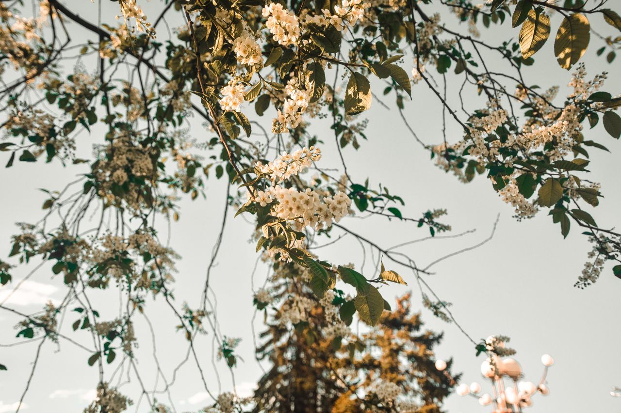 a serene view of blossoming tree branches with delicate white flowers