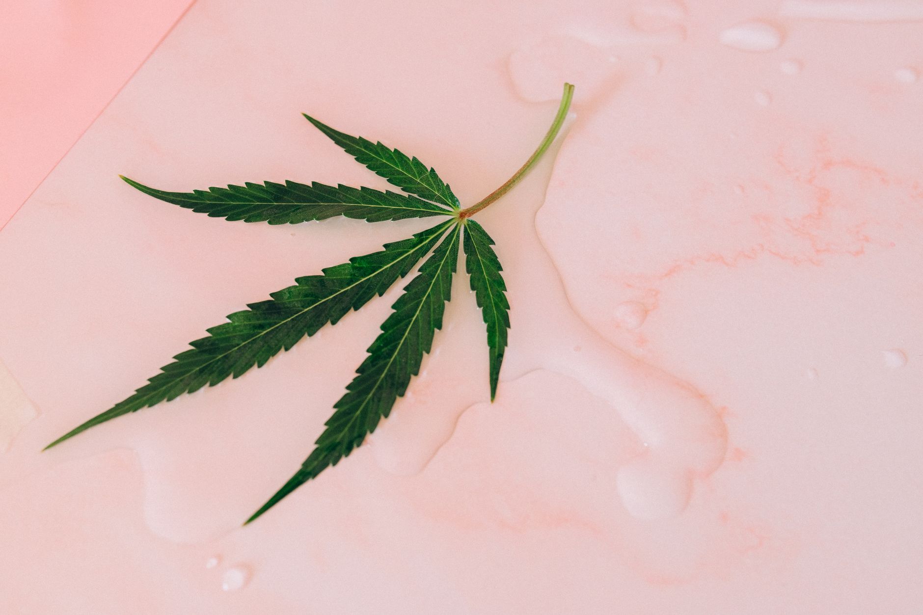 Indica strains for migraine relief at MrGreen DC Best cannabis strains for migraines displayed at DC dispensary counter
