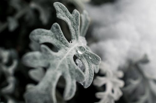 Kostnadsfri bild av blad, frost, is