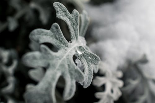 Green Frosted Leaf Plant