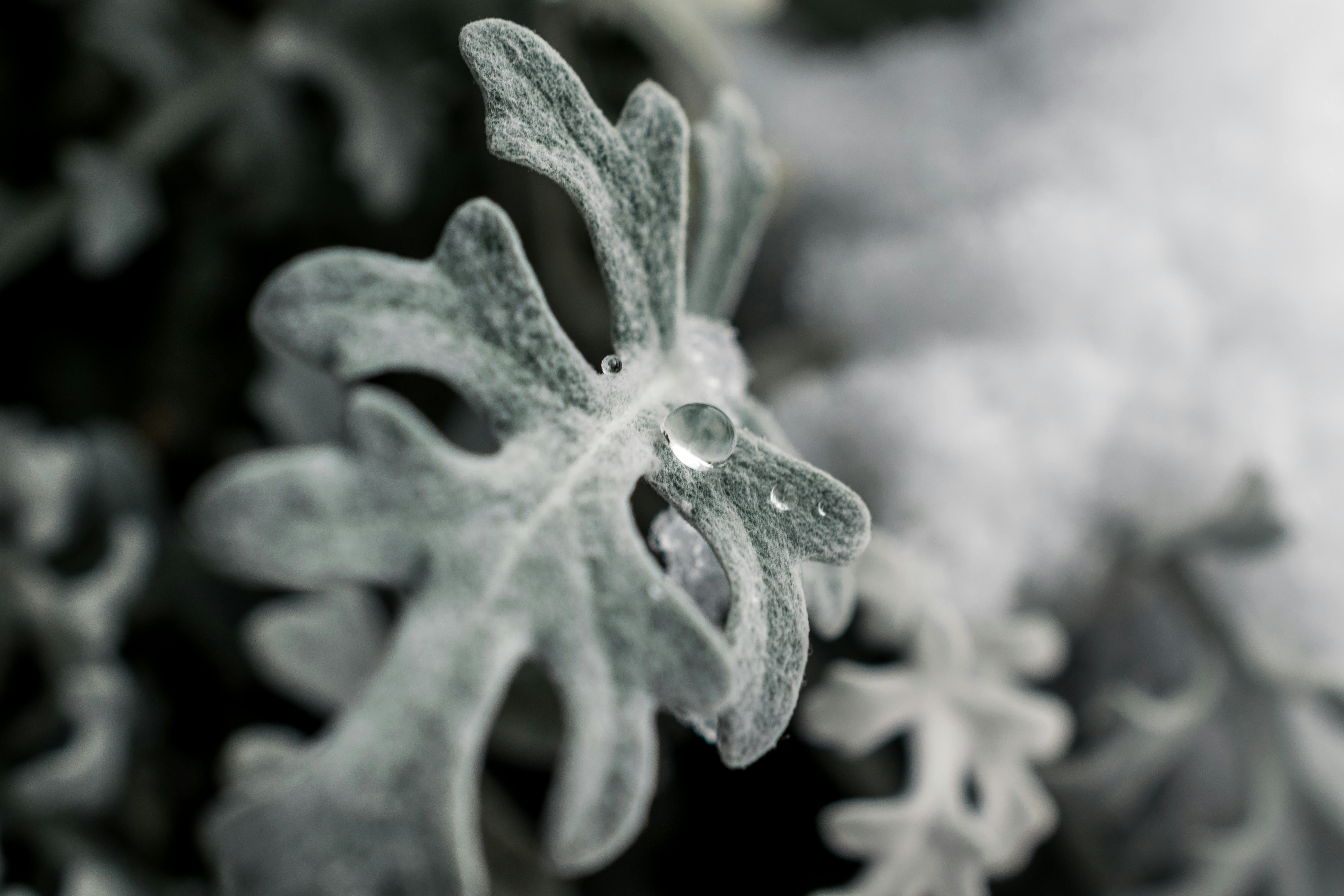 Green Frosted Leaf Plant · Free Stock Photo