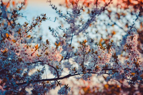 Ingyenes stockfotó ágak, cseresznyevirágok, fák témában
