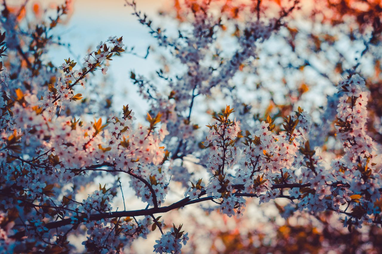 a close up of cherry blossoms in full bloom during a sunny spring day