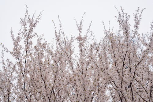무료 벚꽃 사진 스톡 사진