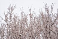 晴朗的天空下，美丽的樱花树盛开，展现了大自然的艺术性