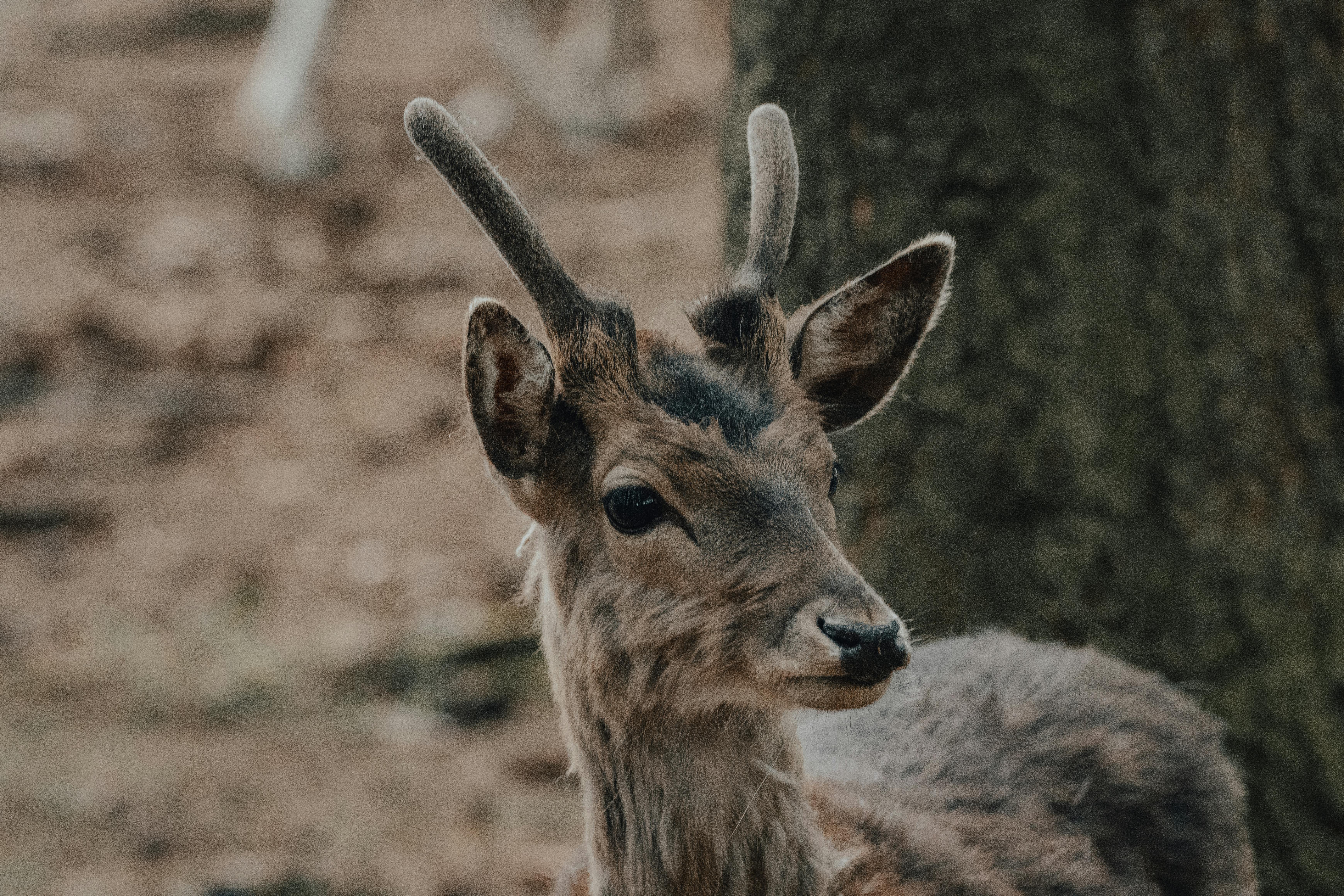 grátis Foto profissional grátis de □ gentil, adorável, adular Foto profissional