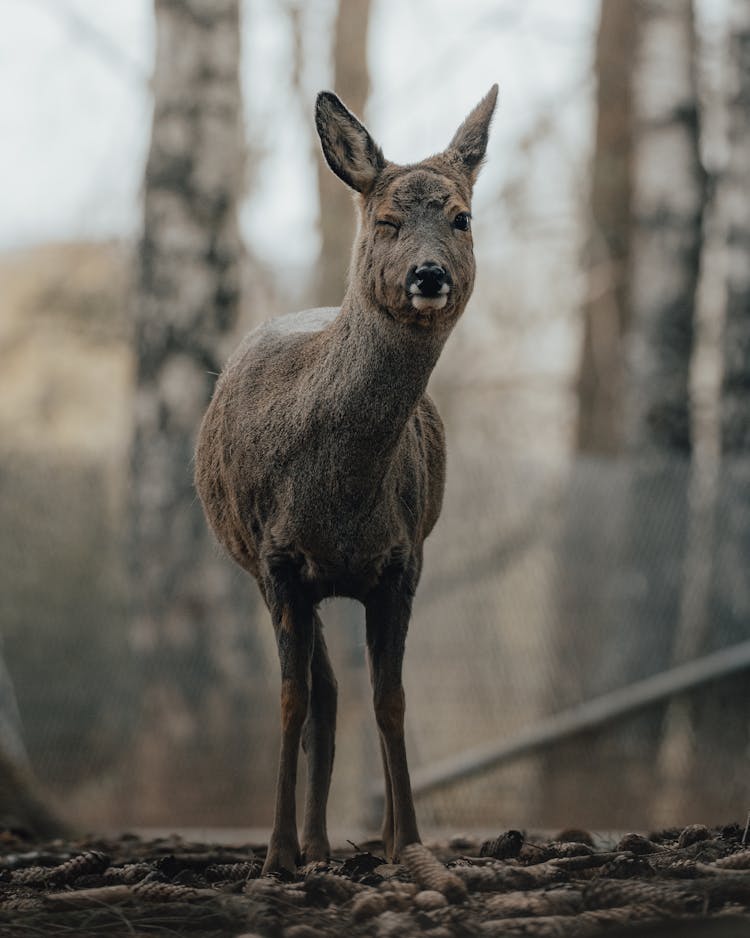 Wild Deer Winking At Camera In Autumn Forest