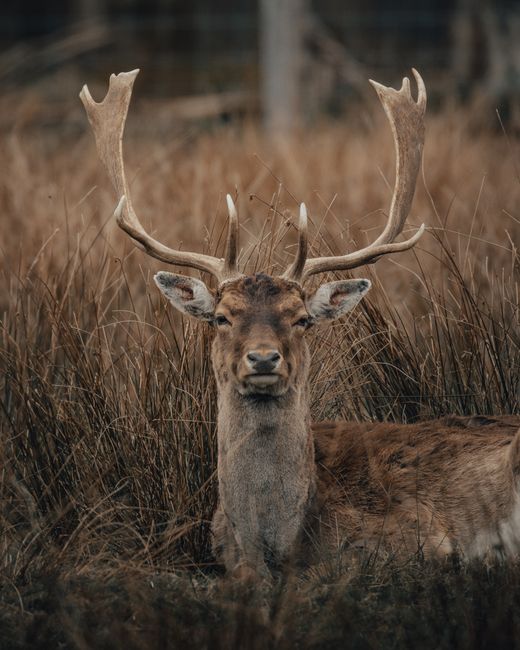 Wild European fallow deer with large horns grazing among dry grass in nature in daylight