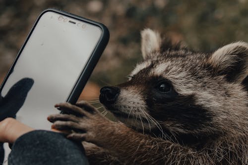 açık hava, ağız, akıllı telefon içeren Ücretsiz stok fotoğraf