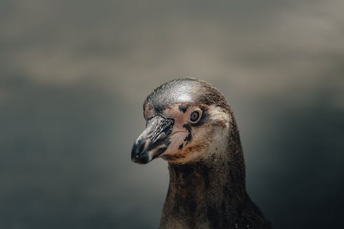 Free Head of wild Humboldt penguin with colorful plumage looking away in nature against blurred background in daytime Stock Photo