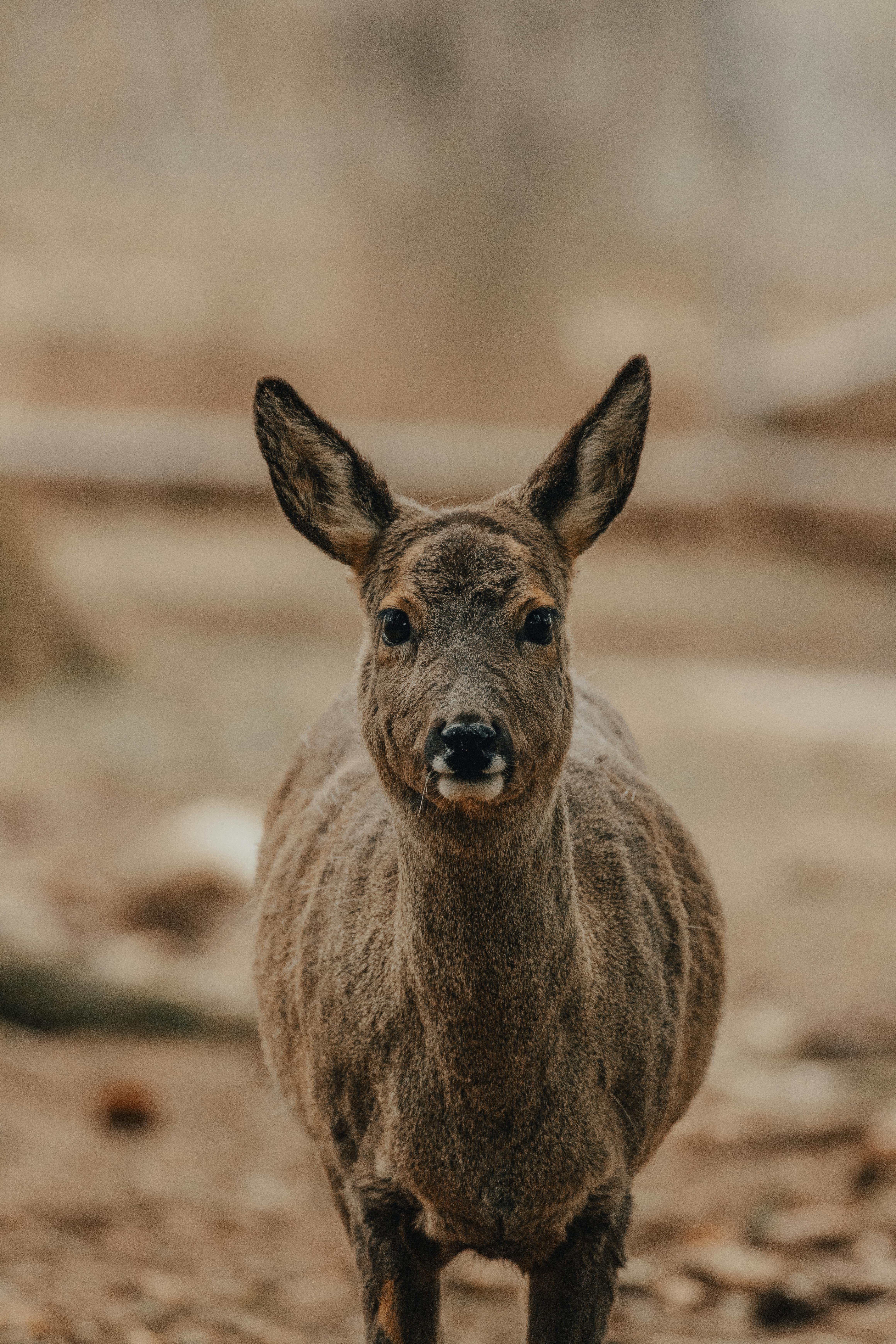 Wild roebuck with brown fur grazing in nature and looking at camera in daylight