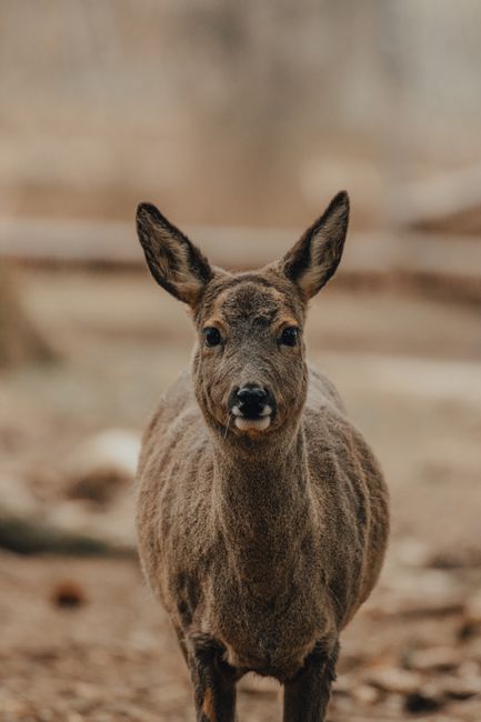 Wild roebuck with brown fur grazing in nature and looking at camera in daylight