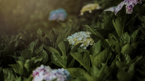 Free Close-up Photo of Flowers Stock Photo