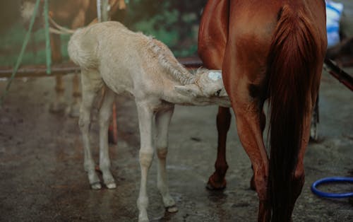 Free Brown Horse Feeding White Horse Stock Photo