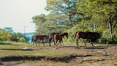 Foto d'estoc gratuïta de a l'aire lliure, animals, arbres