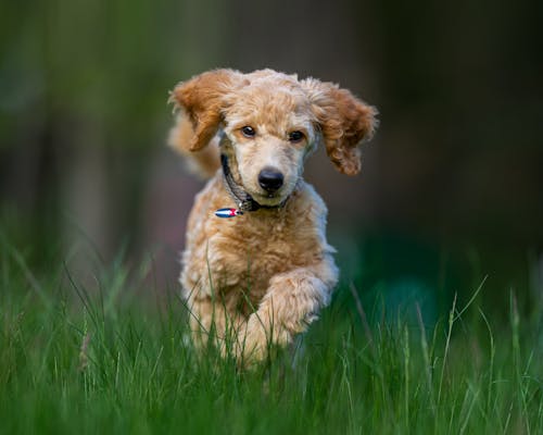 Free Brown Dog on Green Grass Field Stock Photo