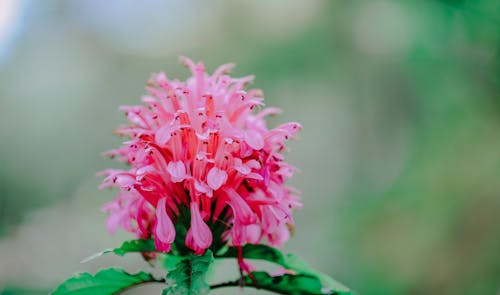 Gratis Fotografi Close Up Bunga Merah Muda Foto Stok