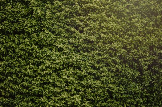 Photo of Hedge