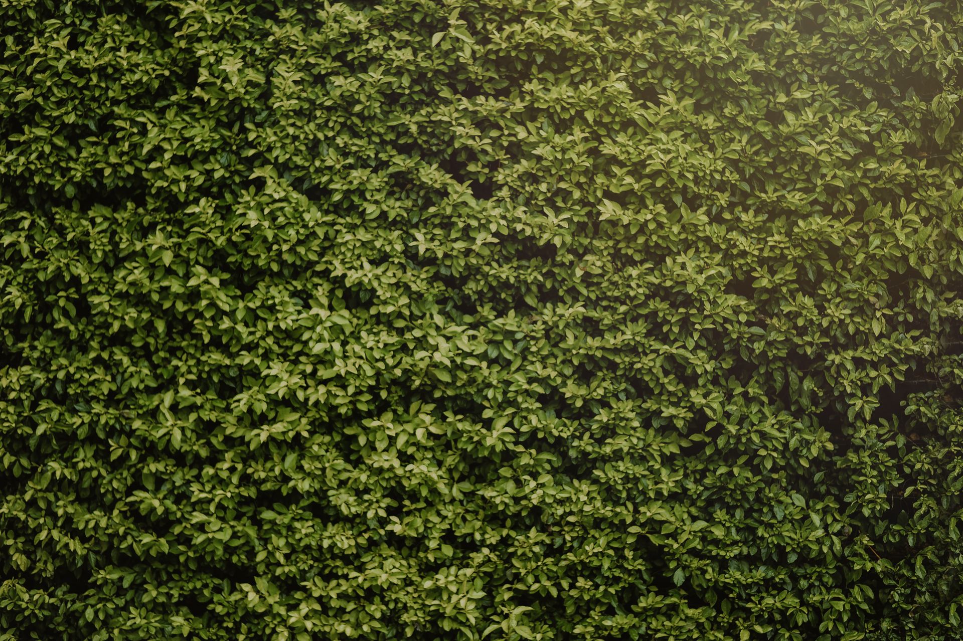 Photo of Hedge
