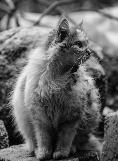 Grayscale Photo of Cat 