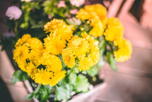 grátis Fotografia De Close Up De Flores Amarelas Foto profissional