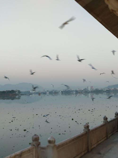 Free stock photo of morning light, water birds