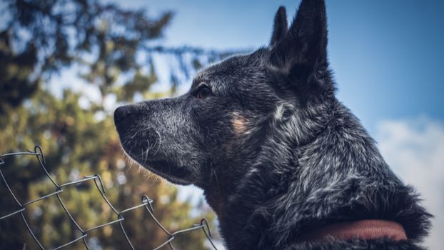 澳大利亚牛犬在户外专注地观察，迷人的特写镜头展现了它的警觉与美丽