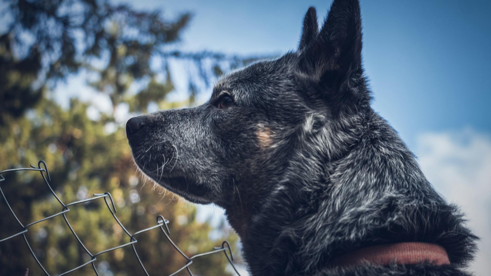 Portret van een hond