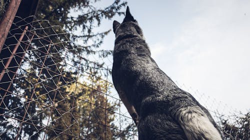 Ilmainen kuvapankkikuva tunnisteilla eläin, eläinkuvaus, katsominen