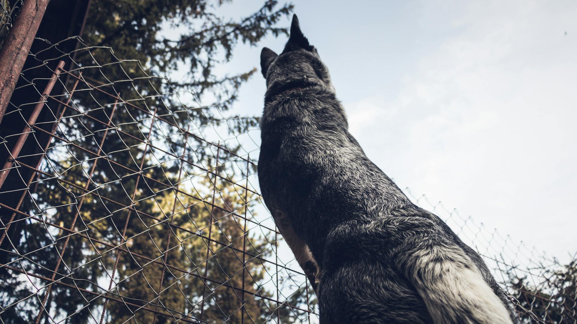 Photographie en angle bas d'un berger allemand gris adulte