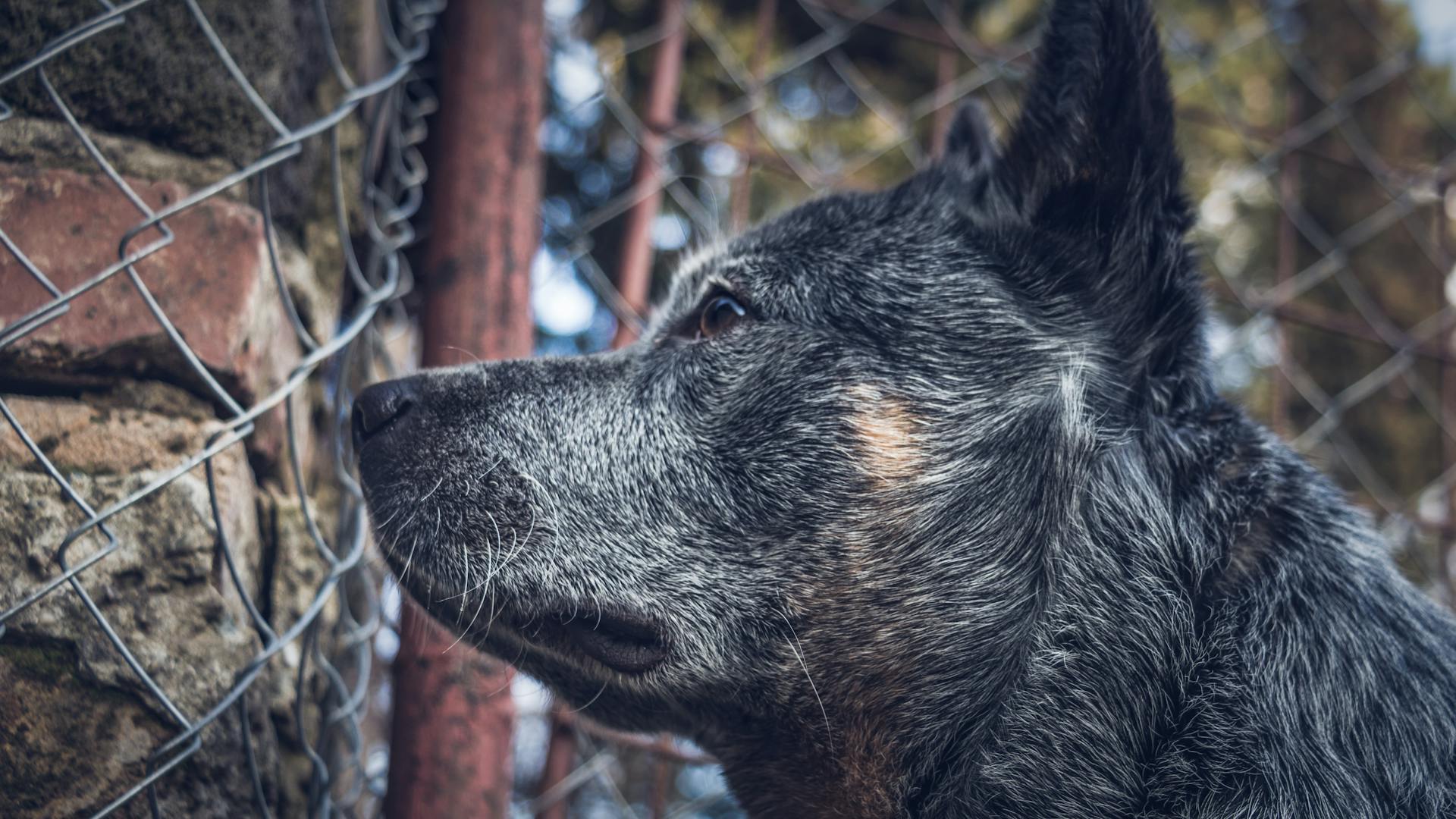 Närbilder av en hund