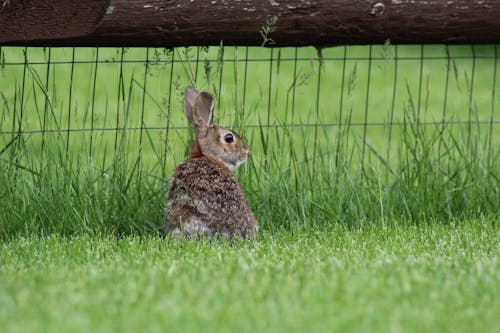Kostenlos Kostenloses Stock Foto zu graues kaninchen, hase, kaninchen Stock-Foto
