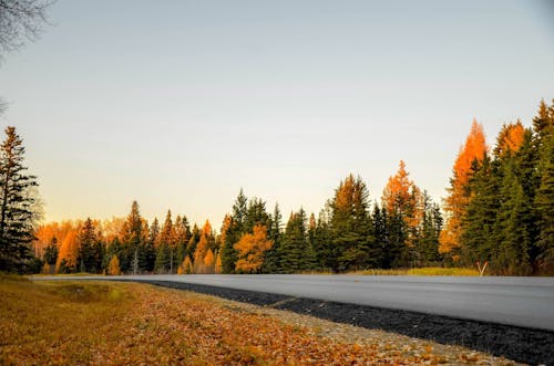 Country Road During Autumn