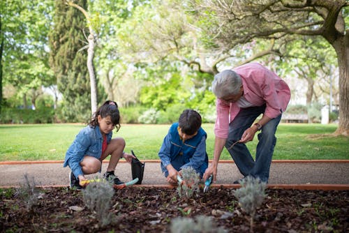 Free An Elderly Man Planting with his Grandchildren Stock Photo
