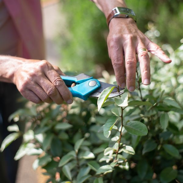 Bypass Pruning Shears