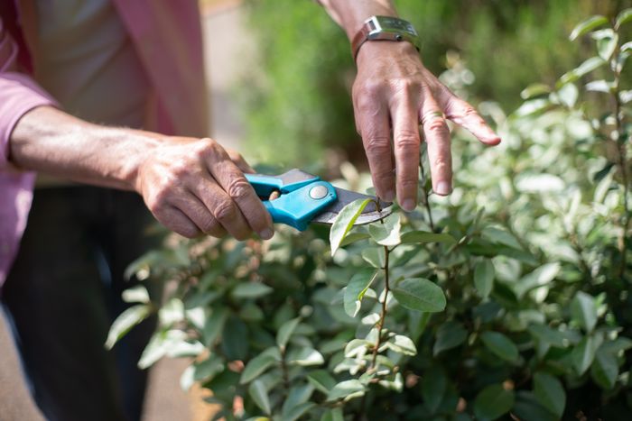 Close-up of hands pruning plants with shears