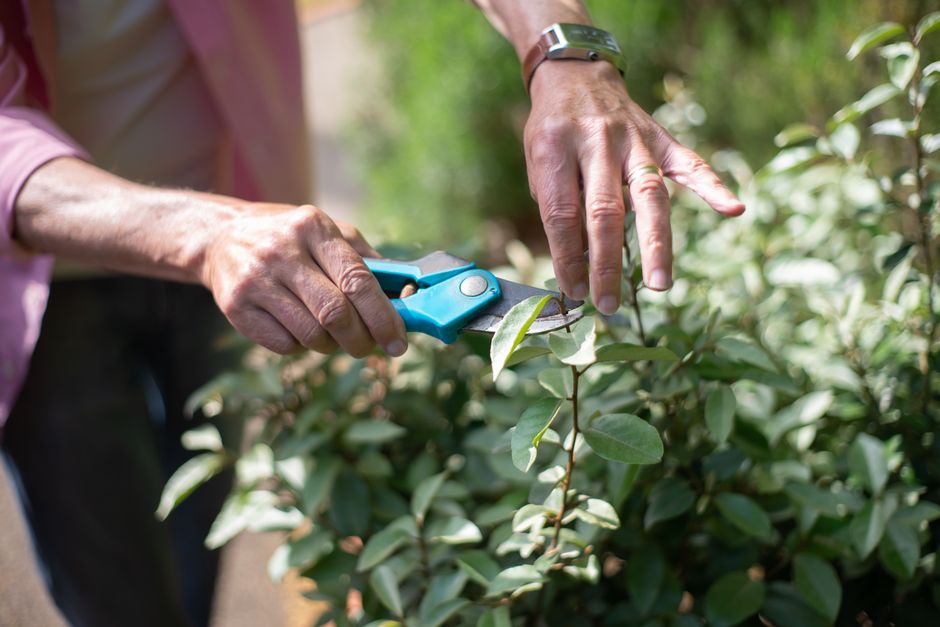 Close-up of pruning shears making a cut on a plant — correct thinning technique for apple tree pruning in Surrey BC