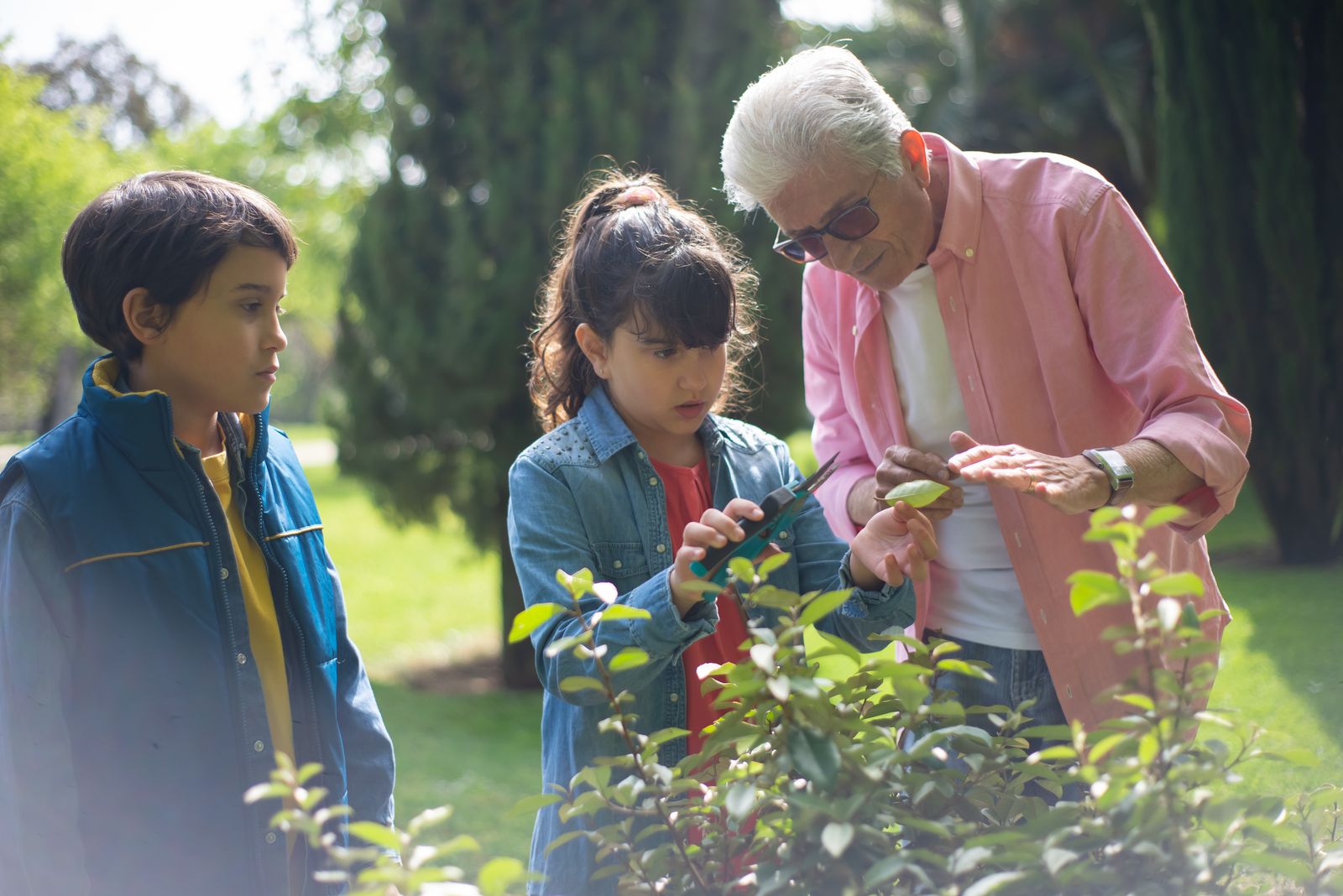 An older man in a pink shirt showing a girl how to trim a shrub with secateurs while a boy watches