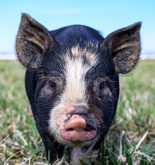 Domestic pig walking on green grass in countryside