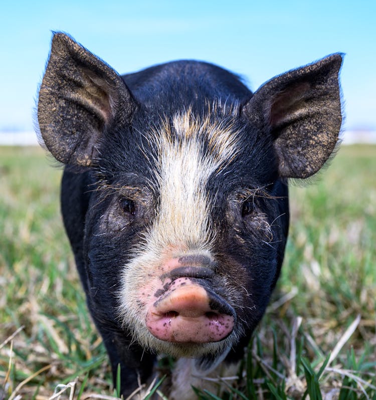 Domestic Pig Walking On Green Grass In Countryside