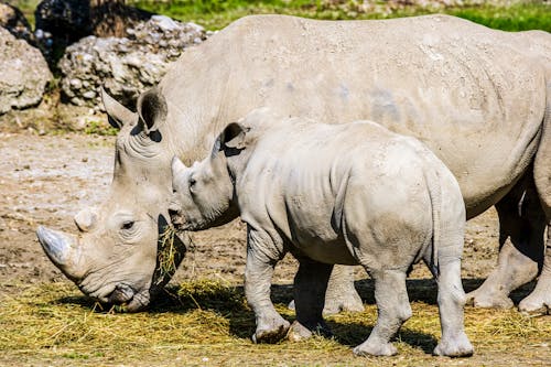 Gray Rhinoceros and a Calf Walking on Green Grass